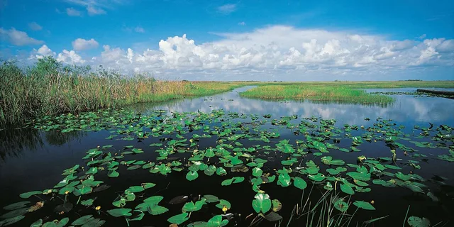 Miami Everglades Airboat Alligator Tour with Transfer - Image 6