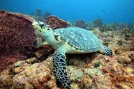 Lauderdale-by-the-Sea Snorkel Reef Trails 90 Min thumbnail 2