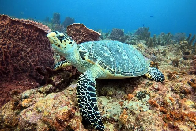 Lauderdale-by-the-Sea Snorkel Reef Trails 90 Min - Image 2