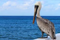 South Padre Island Historical Wildlife and Dolphin Cruise thumbnail 6