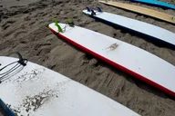 Santa Monica Surfing Day Trip thumbnail 3