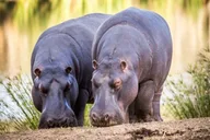 Cape Town Safari at Aquila Game Reserve thumbnail 4