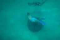 Destin Reef Snorkeling Adventure thumbnail 5