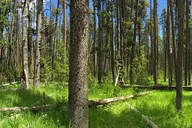 Yellowstone Fairy Falls Day Hike thumbnail 5