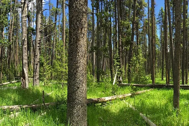Yellowstone Fairy Falls Day Hike - Image 5