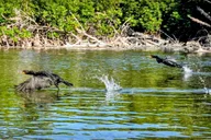 Geiger Key Mangrove Kayak or Paddleboard Adventure thumbnail 4