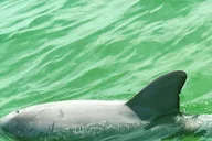 Clearwater Beach Private Pontoon Tour thumbnail 2