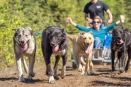 Anchorage Dog Sled Ride in Willow thumbnail 4