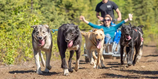 Anchorage Dog Sled Ride in Willow - Image 4
