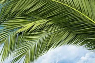 Key West Luggage Services thumbnail 5