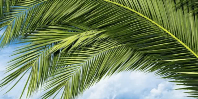 Key West Luggage Services - Image 5