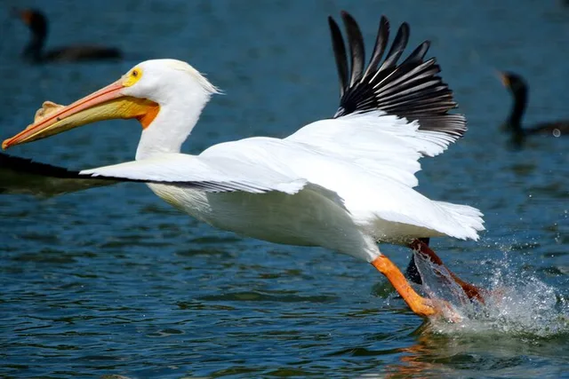 Winter Haven Historical Wildlife Pontoon Tour 1 hr - Image 6