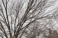 Washington DC Electric Cart & Vintage Car Tour thumbnail 5