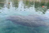 Crystal River Manatee Watching Cruise 90 Min thumbnail 4