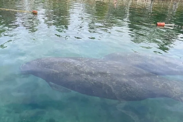 Crystal River Manatee Watching Cruise 90 Min - Image 4