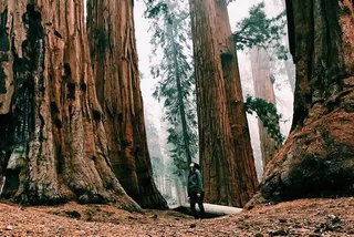 San Francisco Muir Woods Car Tour