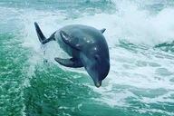 St. Pete Beach Dolphin Racer Adventure thumbnail 6