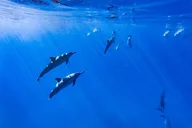 Kailua-Kona Dolphin Watch and Snorkel Tour thumbnail 6