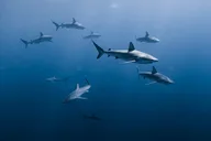 Honolulu Marine Wildlife Snorkel Tour thumbnail 1