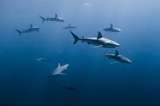 Honolulu Marine Wildlife Snorkel Tour