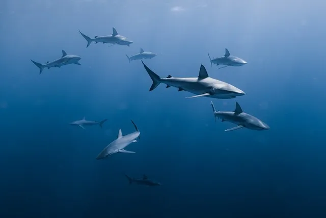 Honolulu Marine Wildlife Snorkel Tour - Image 1