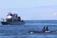 Orcas Island Orca Whale Tour thumbnail 2