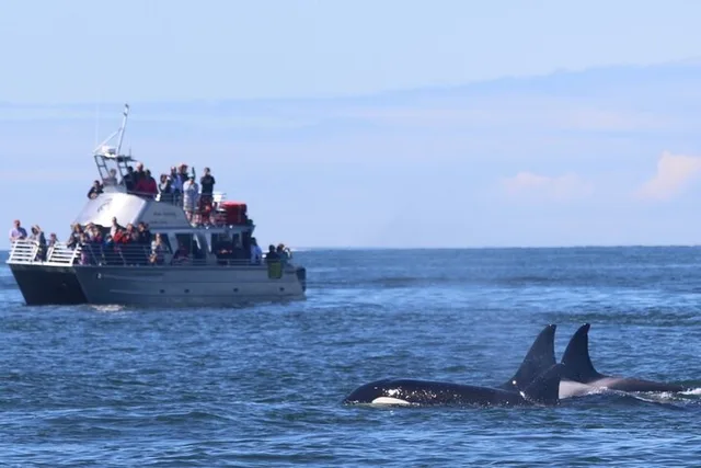 Orcas Island Orca Whale Tour - Image 2