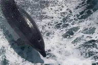 Naples Catamaran Cruise with Wildlife Views 2-3 hr thumbnail 3