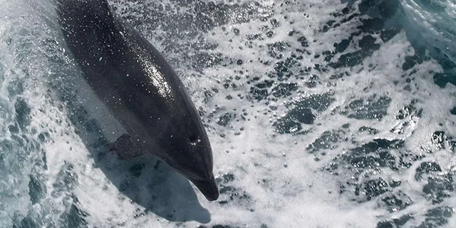 Naples Catamaran Cruise with Wildlife Views 2-3 hr - Image 3