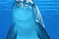 Miami Dolphin and Wildlife Watching Tour 1.5 hr thumbnail 5