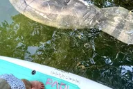 Miami Paddleboard or Kayak Tour in Manatee Season thumbnail 5