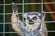Fredericksburg Safari and Wine Tasting Tour thumbnail 5