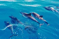 Oahu Swim with Dolphins Tour thumbnail 1