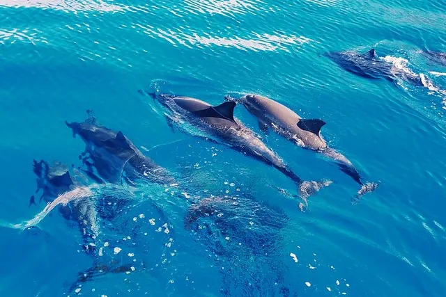 Oahu Swim with Dolphins Tour - Image 1