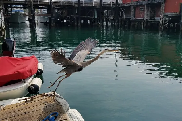 Monterey Bay Bird Watching Tour - Image 2
