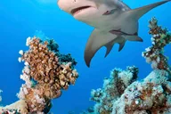 Las Vegas Shark Reef Aquarium Entry thumbnail 5