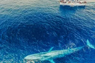 Newport Beach Whale Watching Tour 2 hr thumbnail 5