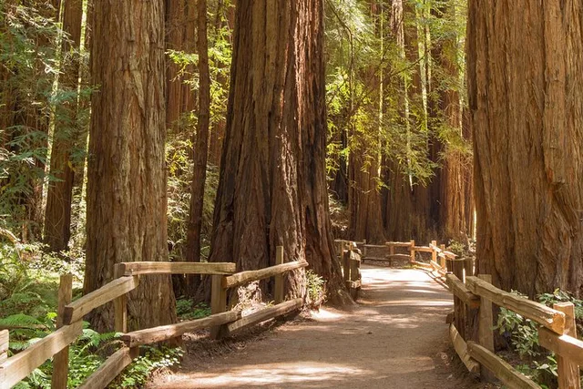 San Francisco Muir Woods and Sausalito Tour - Image 1