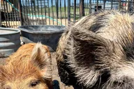 Hutto KuneKune Pig Farm Tour 45 min thumbnail 2