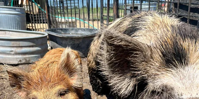 Hutto KuneKune Pig Farm Tour 45 min - Image 2
