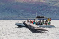 Lahaina Eco-Raft Whale or Dolphin Watching Tour 2 hr thumbnail 1