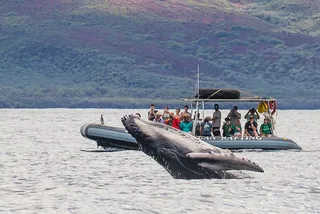 Lahaina Eco-Raft Whale or Dolphin Watching Tour 2 hr