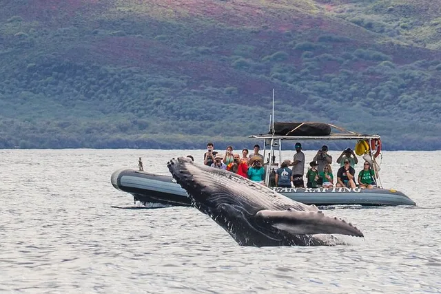 Lahaina Eco-Raft Whale or Dolphin Watching Tour 2 hr - Image 1