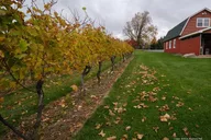 Niagara Wine Tour and Tasting thumbnail 2