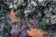 Oregon Coast Tour thumbnail 2