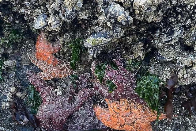 Oregon Coast Tour - Image 2