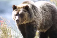 Yellowstone Wildlife Tour in Lamar Valley thumbnail 3