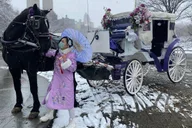 New York City Central Park Horse Carriage Tour thumbnail 6