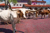 Dallas Fort Worth Historical Tour 4.5 hr thumbnail 1
