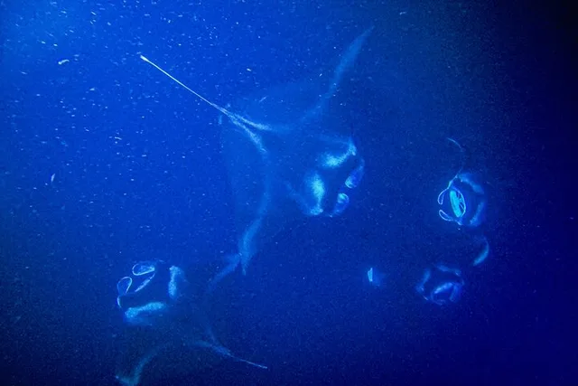 Kona Manta Ray Snorkel Tour - Image 4